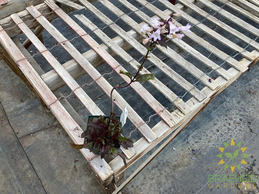 Foxglove Beard Tongue Huskers Red