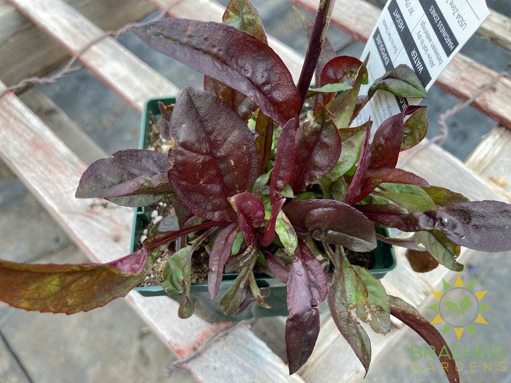 Foxglove Beard Tongue Huskers Red