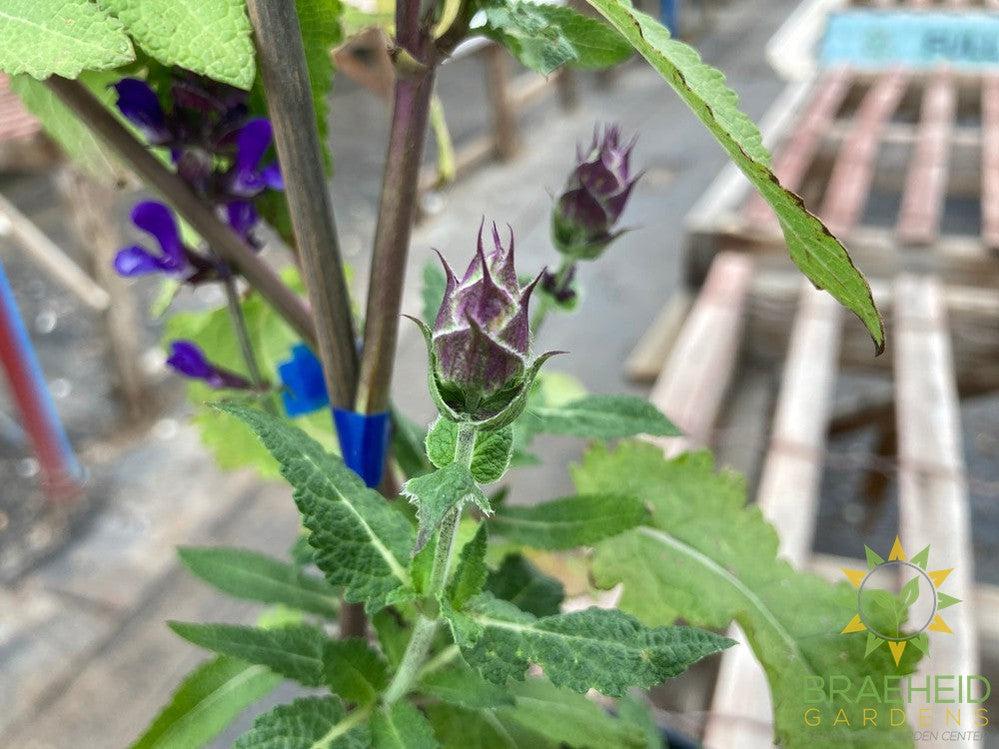 Salvia Sage 'Blue Marvel' - NO SHIP -
