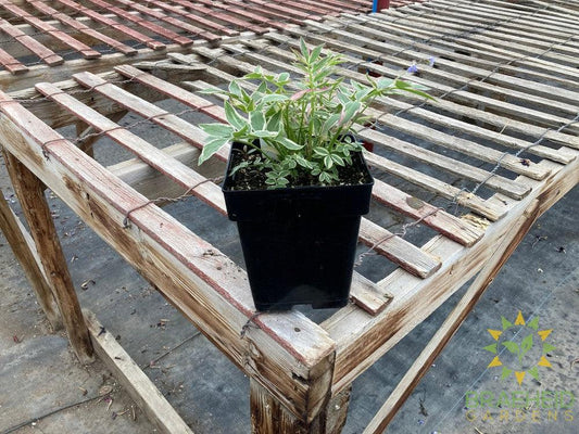 Creeping Jacob's Ladder 'Stairway to Heaven'