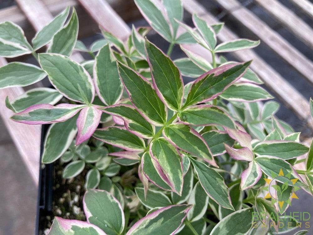 Creeping Jacob's Ladder 'Stairway to Heaven'