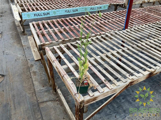 Flanders Field Poppy - NO SHIP -