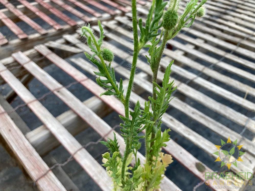 Flanders Field Poppy - NO SHIP -