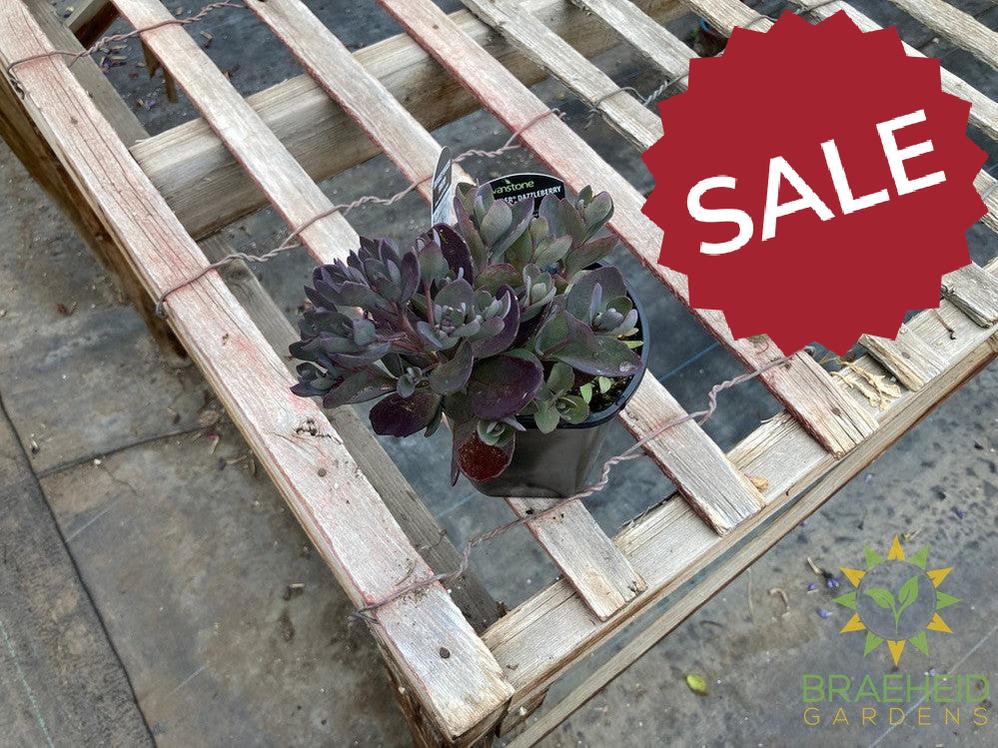 Sedum Sunsparkler Plum Dazzled
