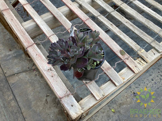 Sedum Sunsparkler Plum Dazzled