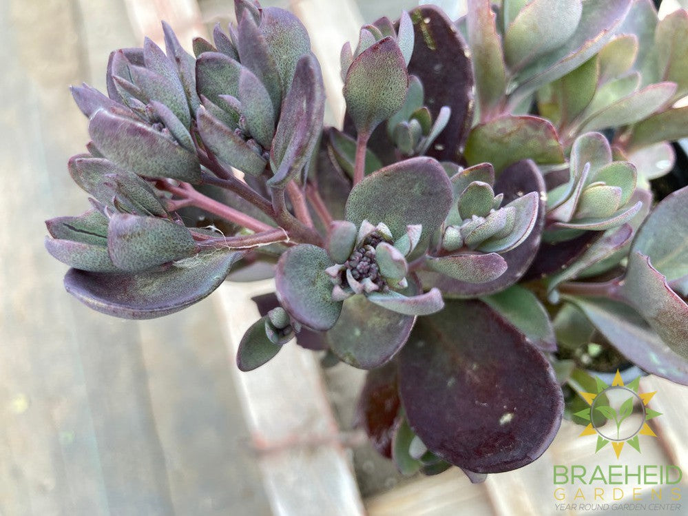 Sedum Sunsparkler Plum Dazzled