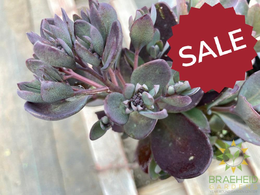 Sedum Sunsparkler Plum Dazzled