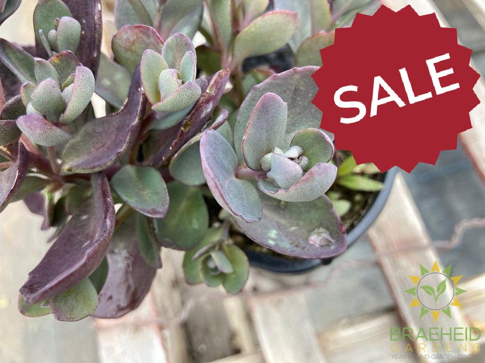 Sedum Sunsparkler Plum Dazzled