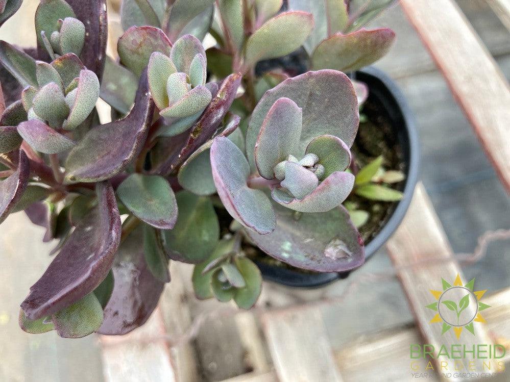Sedum Sunsparkler Plum Dazzled