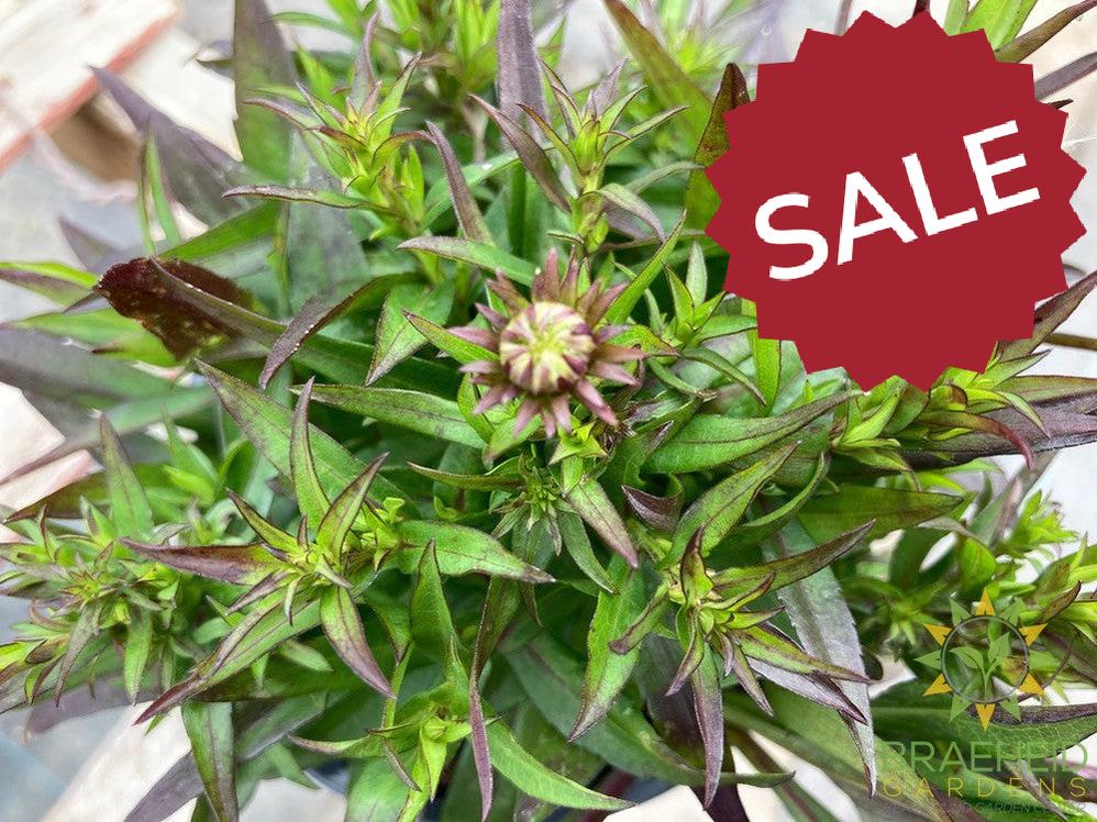 Aster dumosus 'Wood's Purple' - NO SHIP -