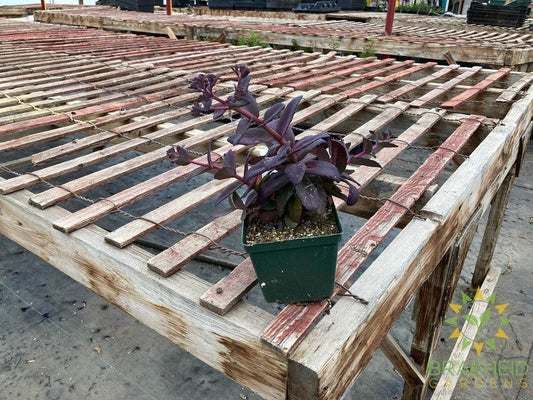 Sedum MJ Diamonds - NO SHIP -