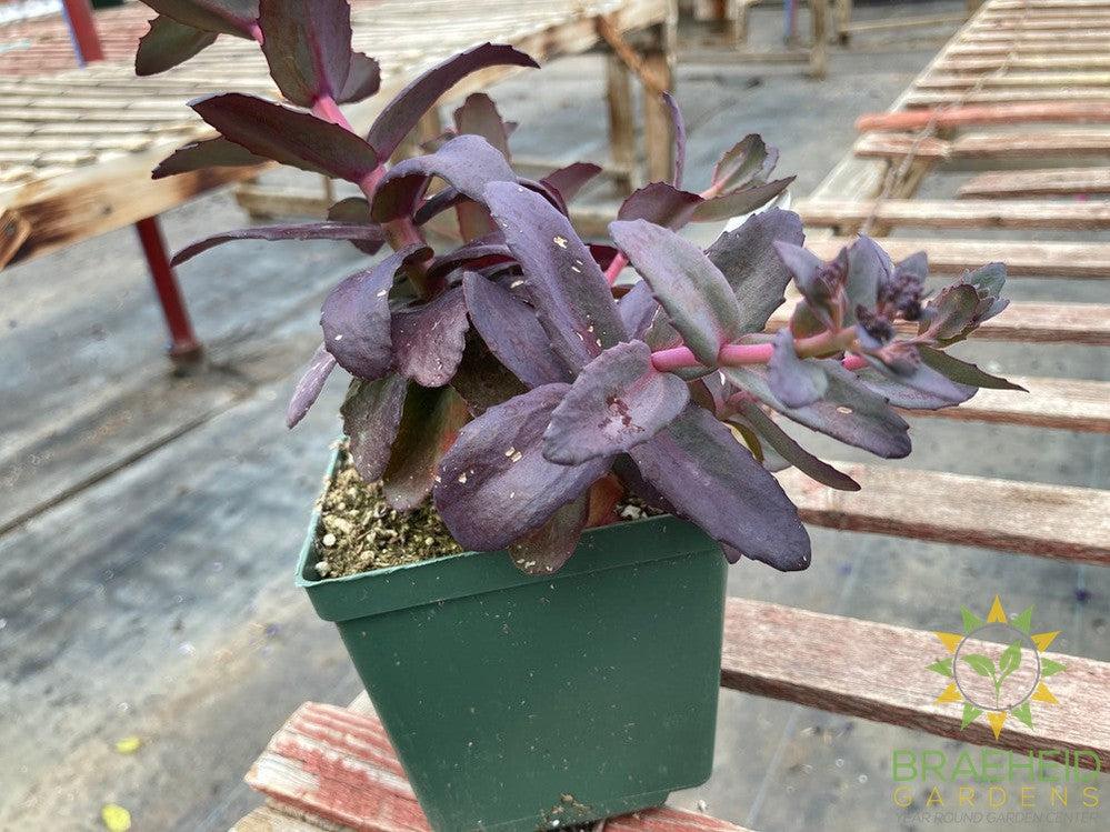 Sedum MJ Diamonds - NO SHIP -