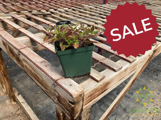 Veronica (Speedwell) 'Red Fox' - NO SHIP -