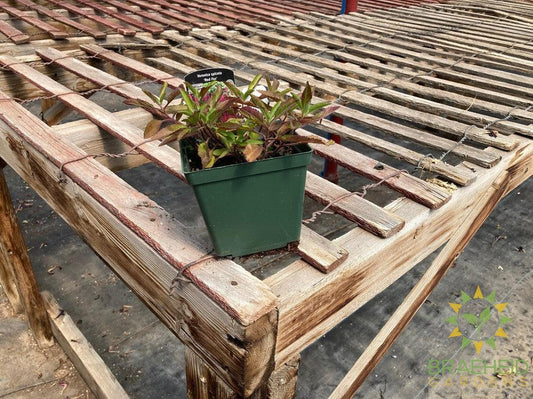 Veronica (Speedwell) 'Red Fox' - NO SHIP -