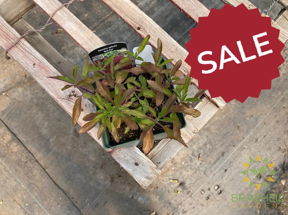 Veronica (Speedwell) 'Red Fox' - NO SHIP -