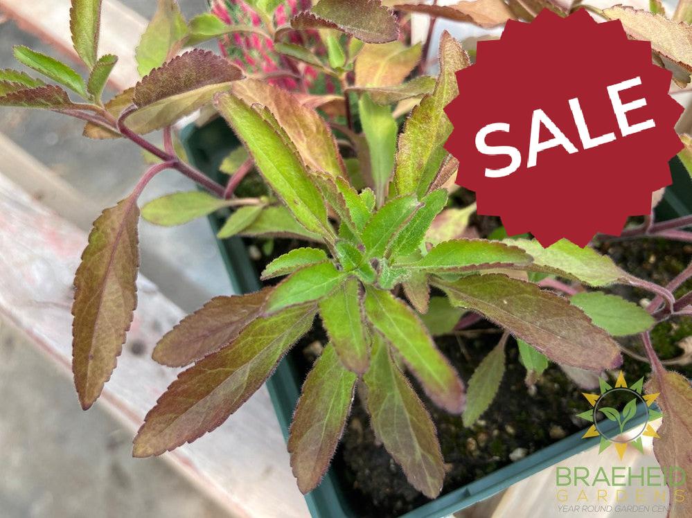 Veronica (Speedwell) 'Red Fox' - NO SHIP -