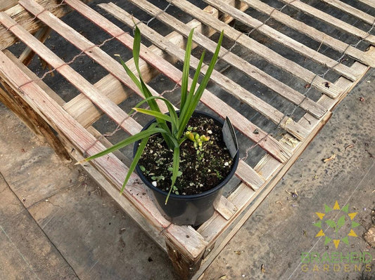 Daylily Everydaylily Pink Wing - NO SHIP -