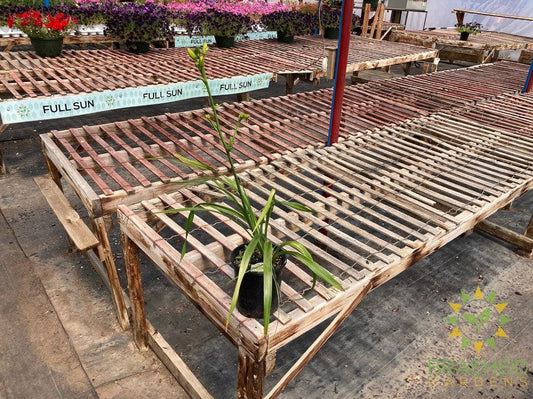 Daylily 'Bakabana' - NO SHIP -