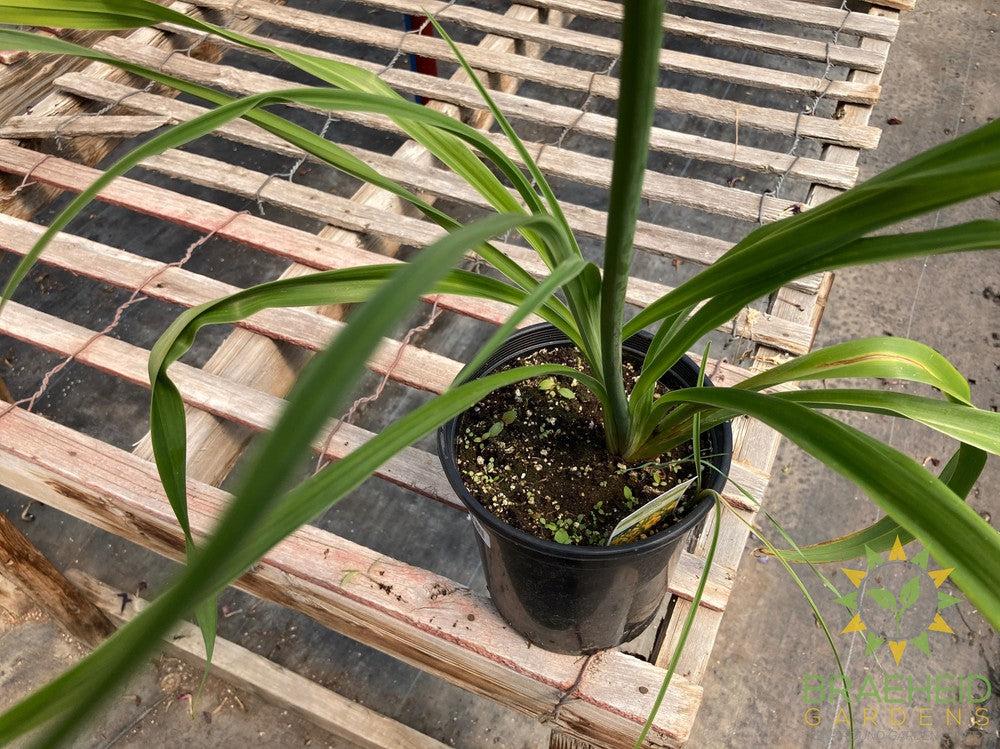 Daylily 'Bakabana' - NO SHIP -