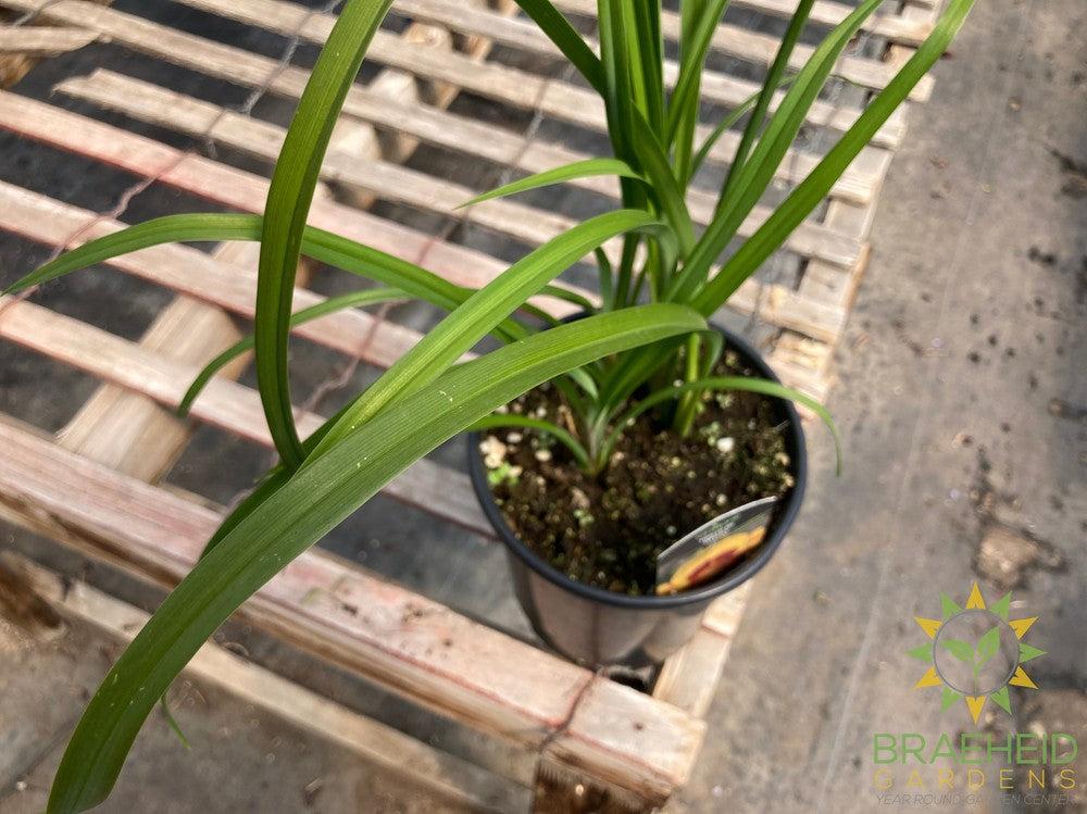 Daylily Fooled Me - NO SHIP -