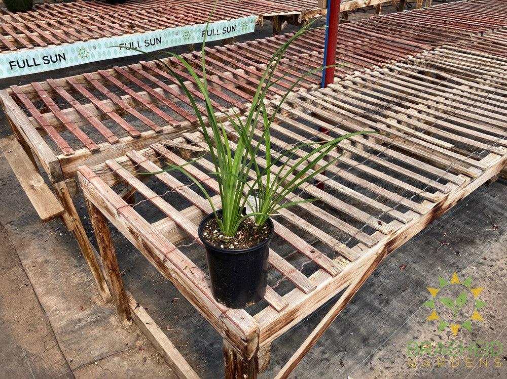 Daylily 'Night Embers' - NO SHIP -