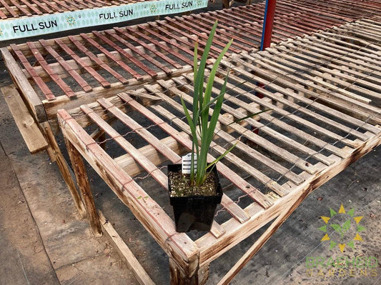 Siberian Iris Peacock Butterfly Miss Apple