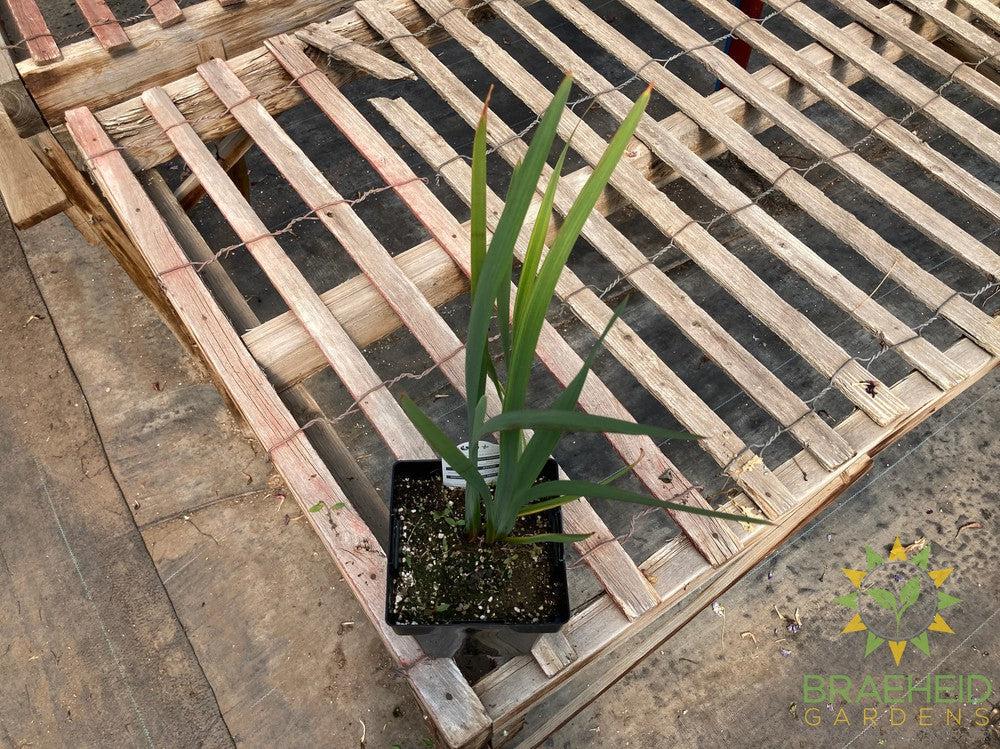 Siberian Iris Peacock Butterfly Miss Apple