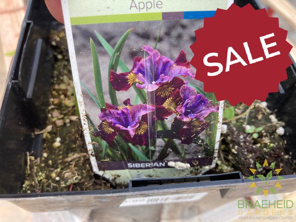 Siberian Iris Peacock Butterfly Miss Apple