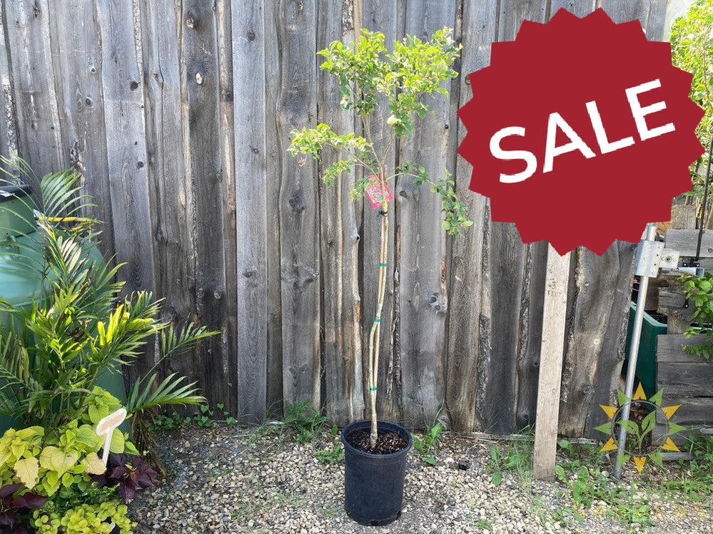 Tinkerbelle® Lilac Tree- Tree for sale, Grown in Grande Prairie -Braeheid Gardens Ltd. on Emerson Trail