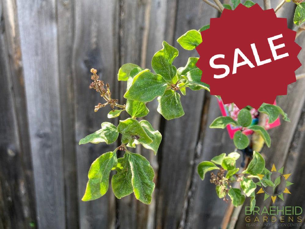 Tinkerbelle® Lilac Tree- Tree for sale, Grown in Grande Prairie -Braeheid Gardens Ltd. on Emerson Trail