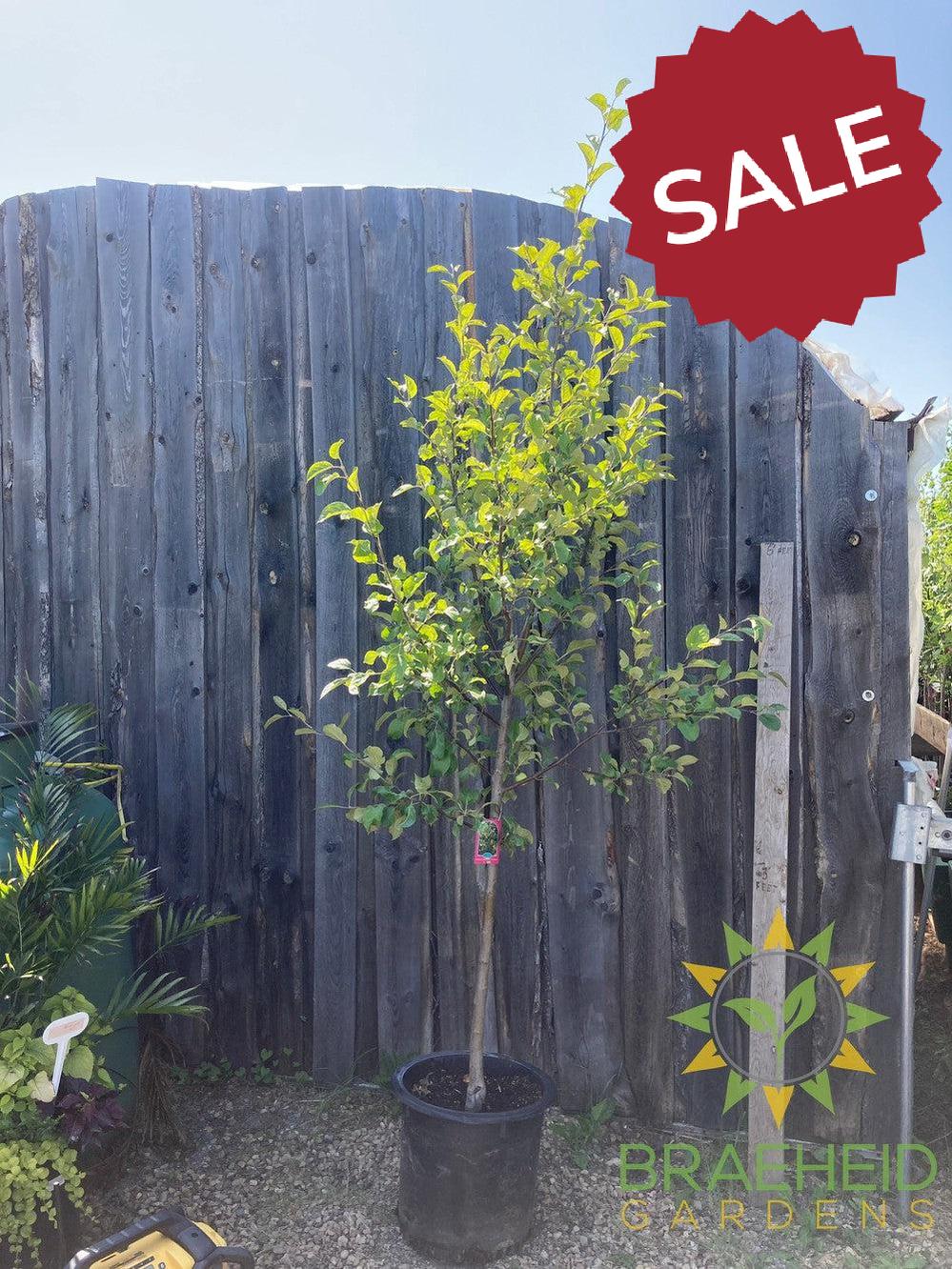 Multi-grafted Apple- Tree for sale, Grown in Grande Prairie -Braeheid Gardens Ltd. on Emerson Trail