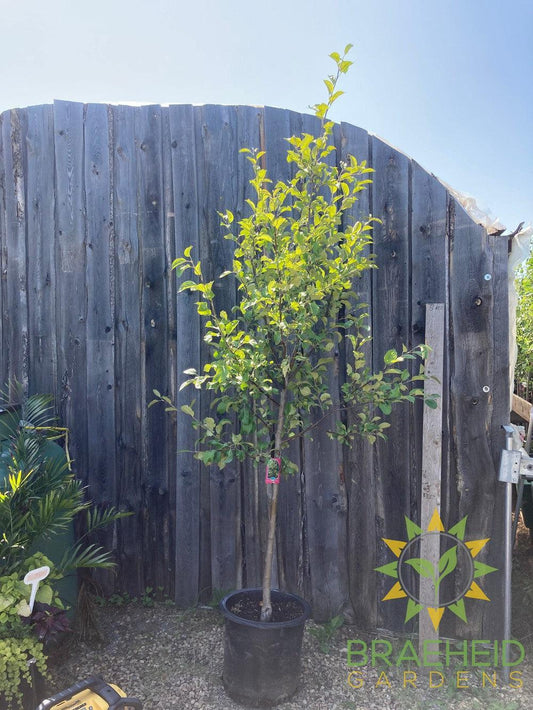 Multi-grafted Apple- Tree for sale, Grown in Grande Prairie -Braeheid Gardens Ltd. on Emerson Trail