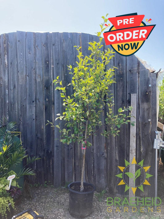 Multi-grafted Apple- Tree for sale, Grown in Grande Prairie -Braeheid Gardens Ltd. on Emerson Trail