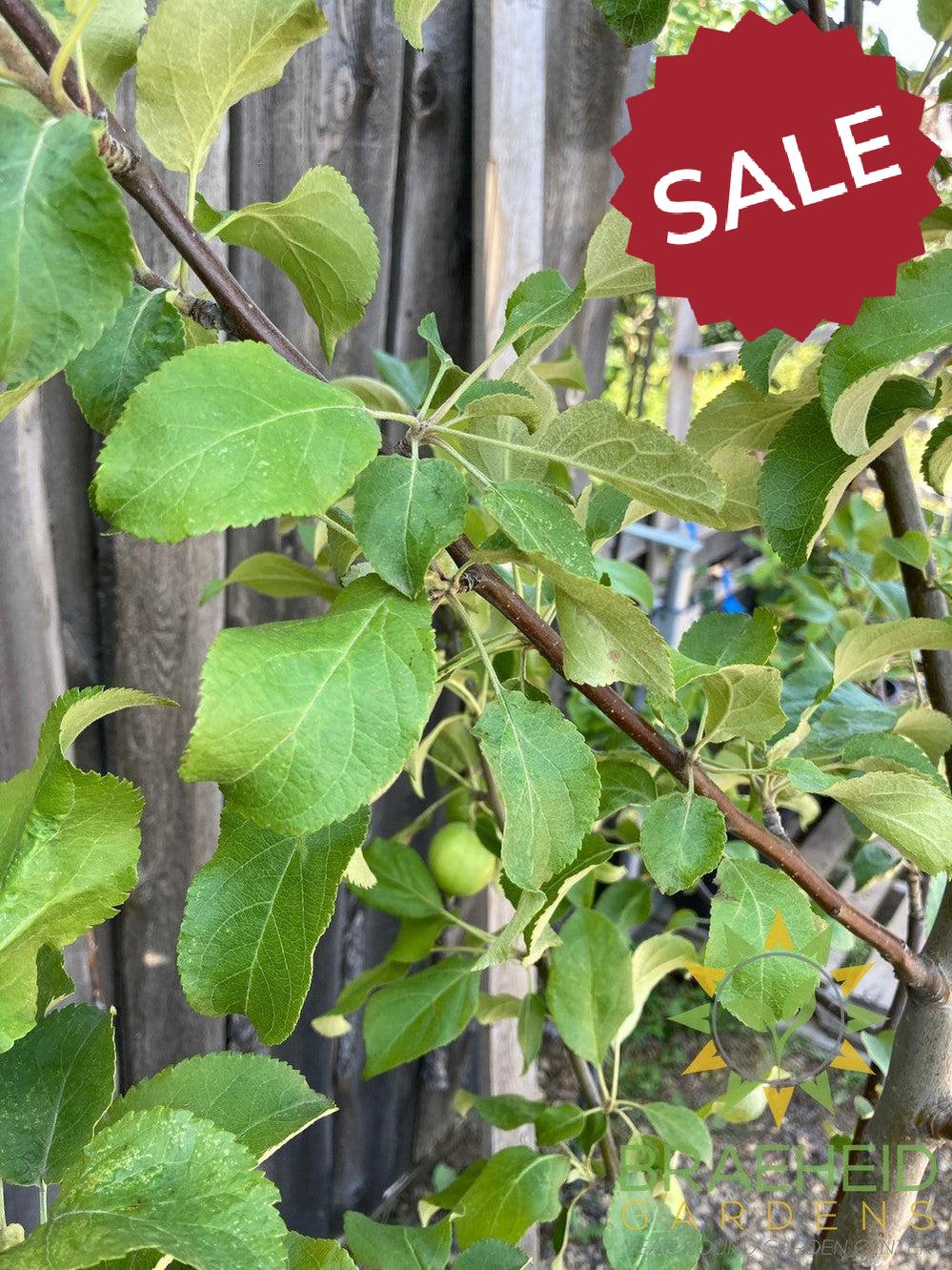 Multi-grafted Apple- Tree for sale, Grown in Grande Prairie -Braeheid Gardens Ltd. on Emerson Trail