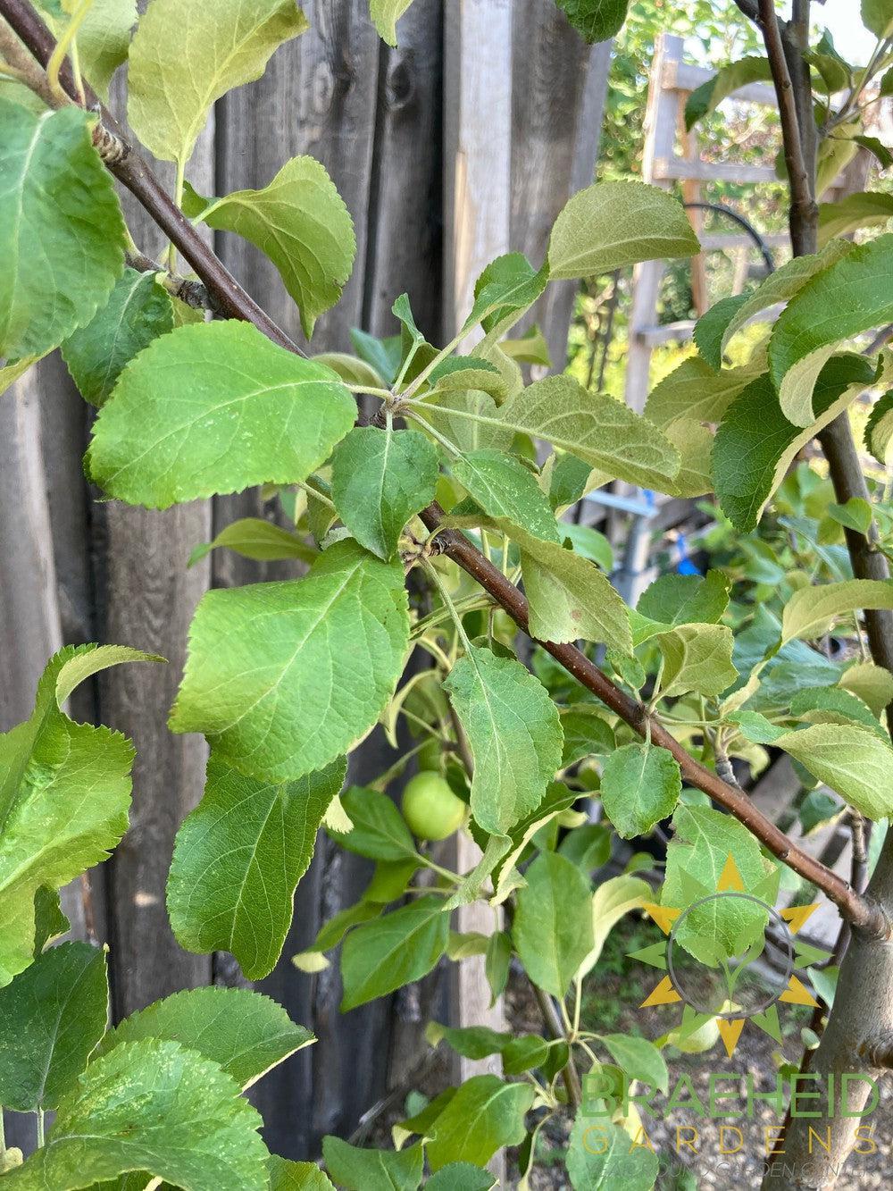 Multi-grafted Apple- Tree for sale, Grown in Grande Prairie -Braeheid Gardens Ltd. on Emerson Trail