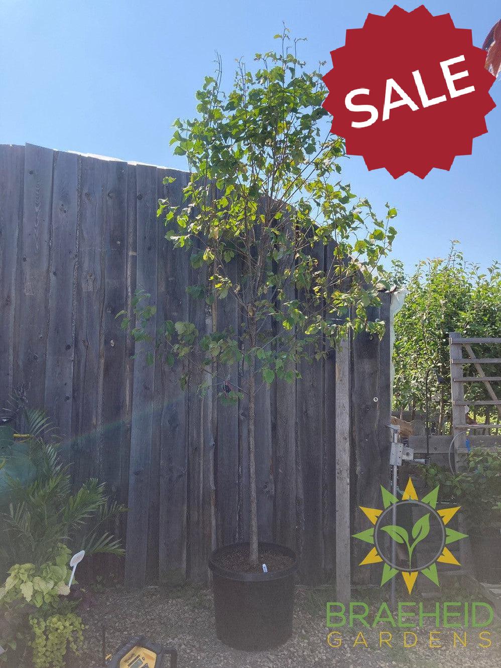 Japanese Tree Lilac- Tree for sale, Grown in Grande Prairie -Braeheid Gardens Ltd. on Emerson Trail