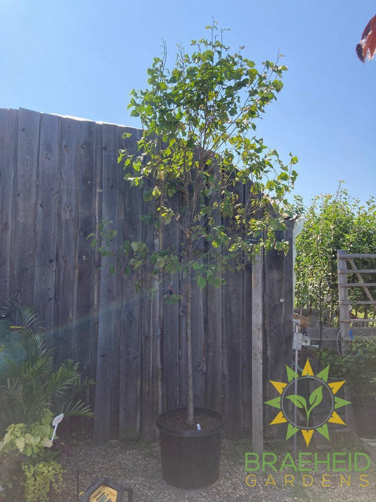 Japanese Tree Lilac- Tree for sale, Grown in Grande Prairie -Braeheid Gardens Ltd. on Emerson Trail