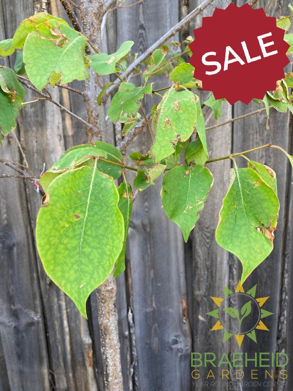 Japanese Tree Lilac- Tree for sale, Grown in Grande Prairie -Braeheid Gardens Ltd. on Emerson Trail
