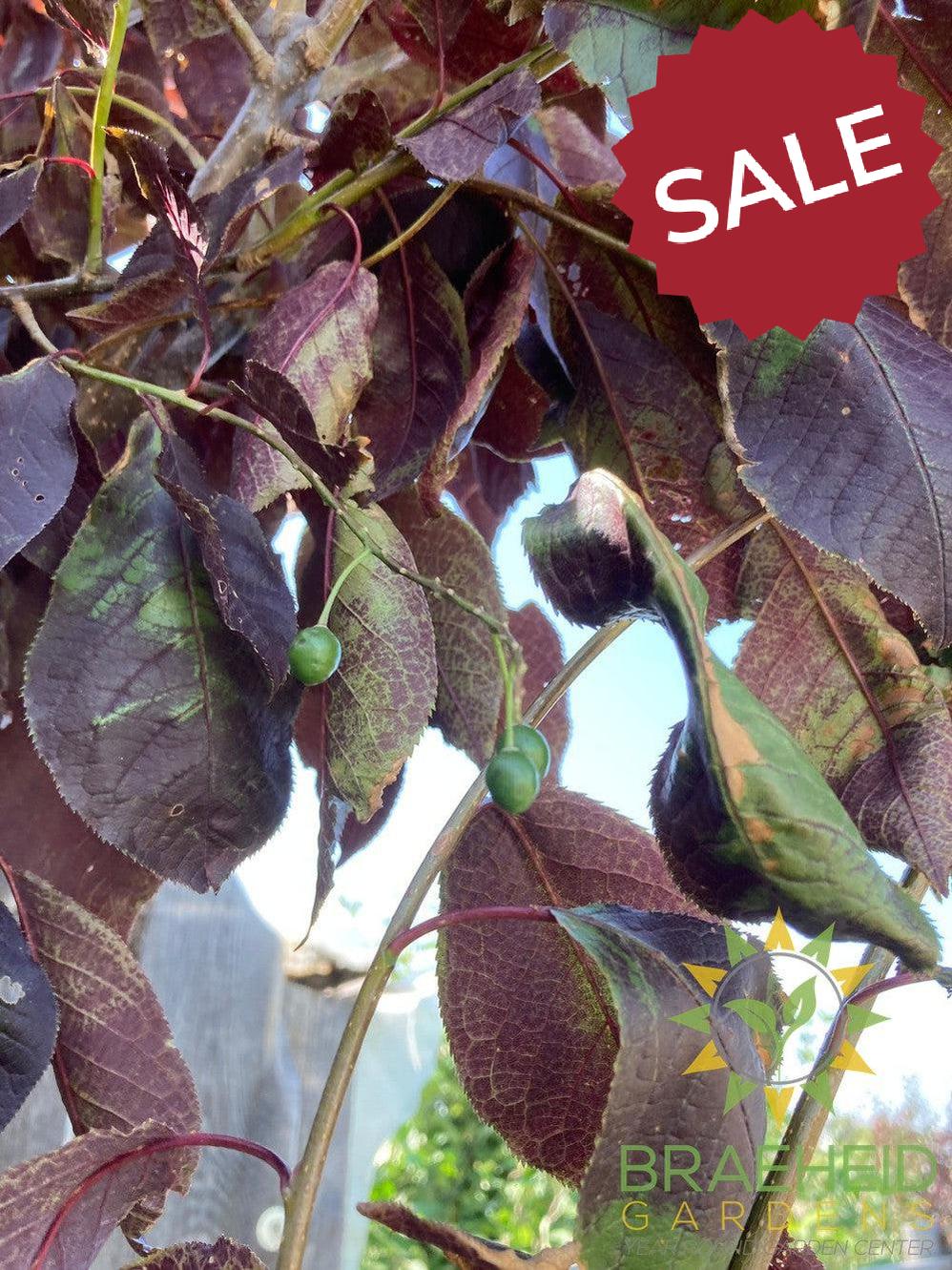 Bailey's Select Schubert Chokecherry- Tree for sale, Grown in Grande Prairie -Braeheid Gardens Ltd. on Emerson Trail