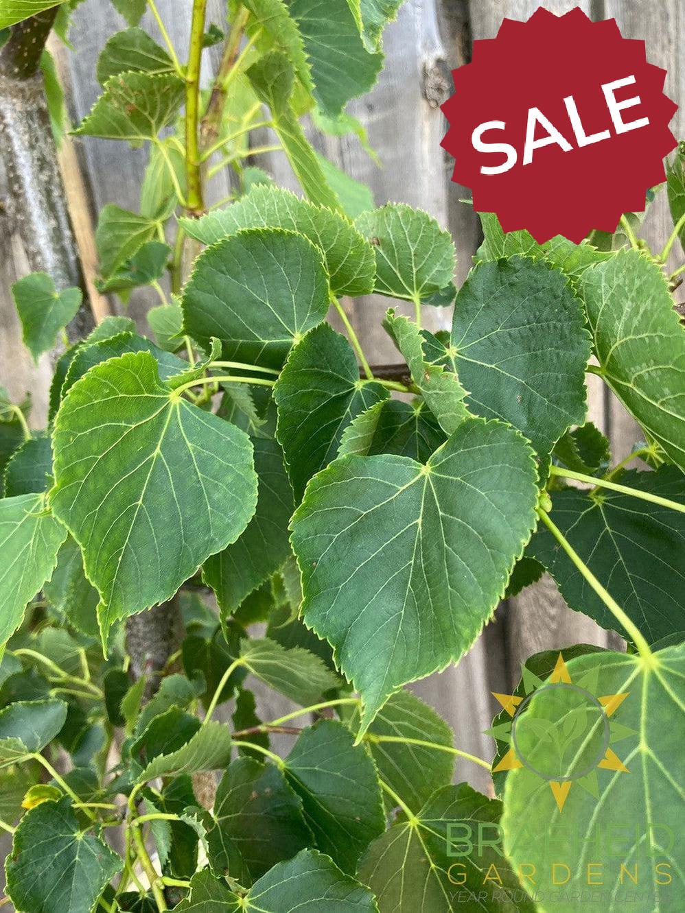 Dropmore Linden- Tree for sale, Grown in Grande Prairie -Braeheid Gardens Ltd. on Emerson Trail