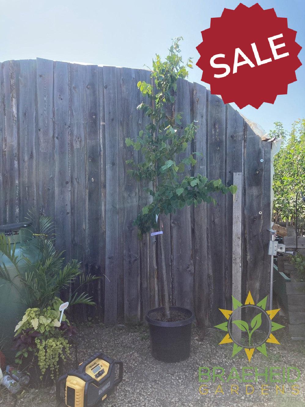 Dropmore Linden- Tree for sale, Grown in Grande Prairie -Braeheid Gardens Ltd. on Emerson Trail