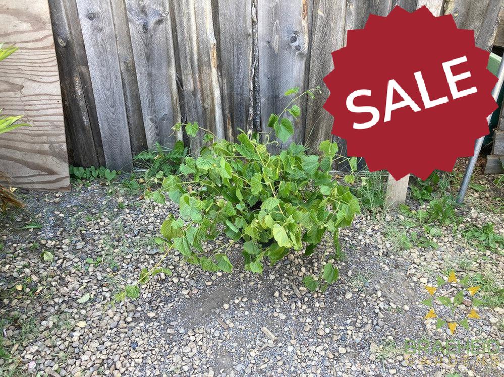 Buy Beta Grape an Vine in Grande Prairie Alberta - Braeheid Gardens Ltd.