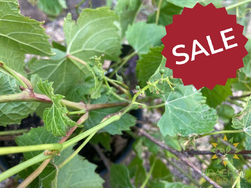 Buy Beta Grape an Vine in Grande Prairie Alberta - Braeheid Gardens Ltd.