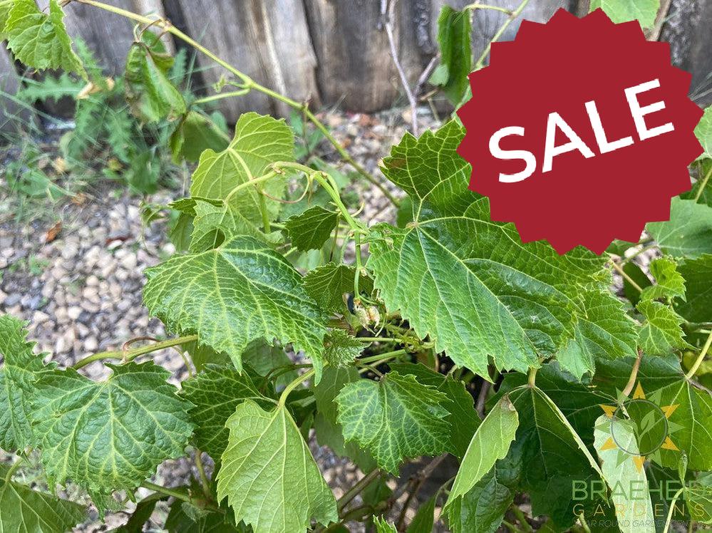 Buy Beta Grape an Vine in Grande Prairie Alberta - Braeheid Gardens Ltd.