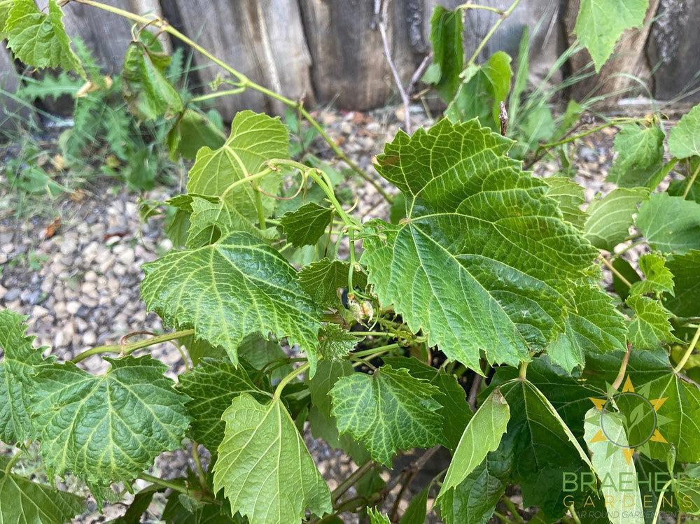 Buy Beta Grape an Vine in Grande Prairie Alberta - Braeheid Gardens Ltd.
