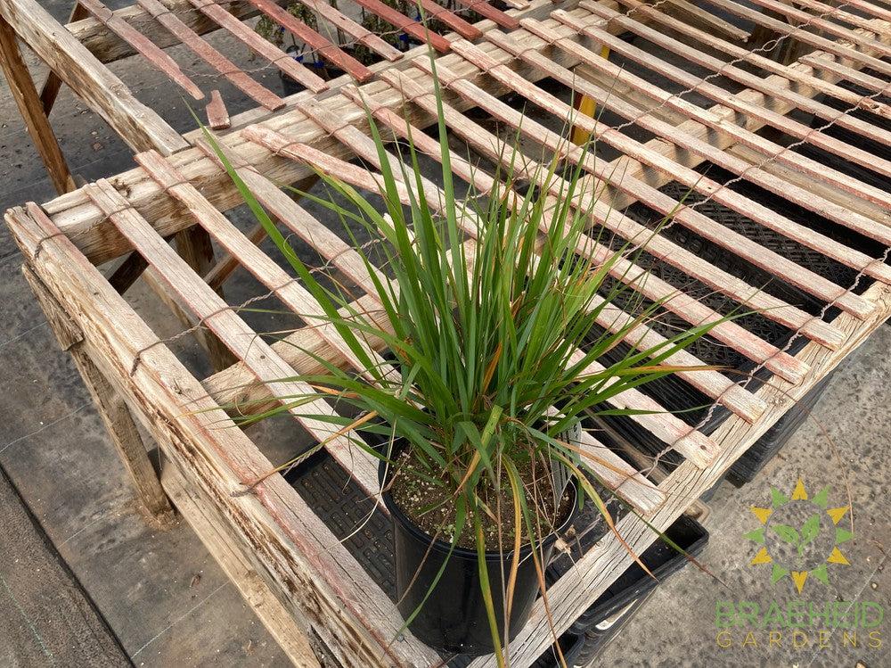 karl Foerster's Feather Reed Grass