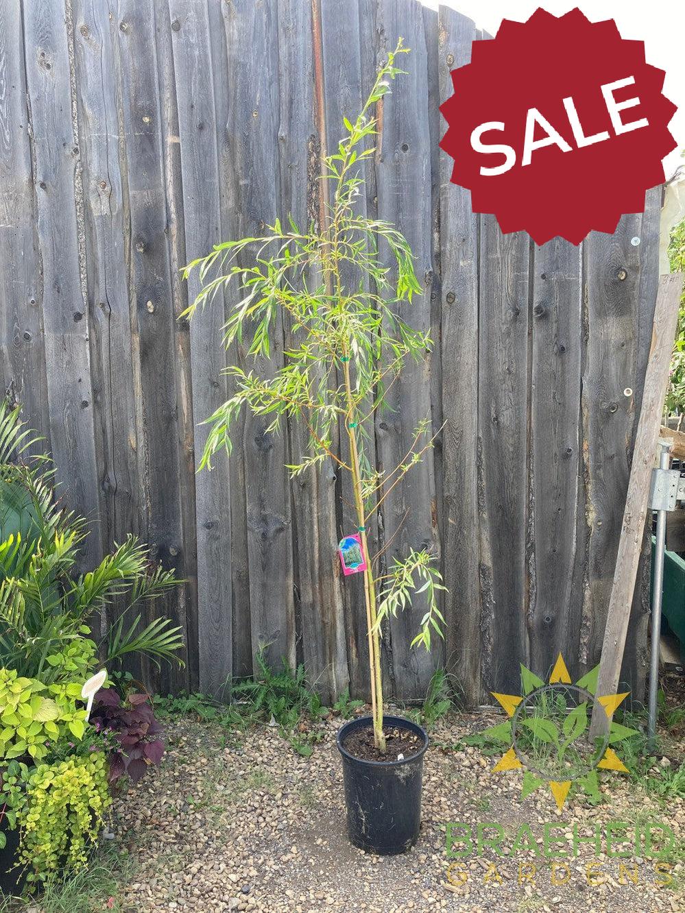 Niobe Willow - NO SHIP - Tree for sale, Grown in Grande Prairie -Braeheid Gardens Ltd. on Emerson Trail