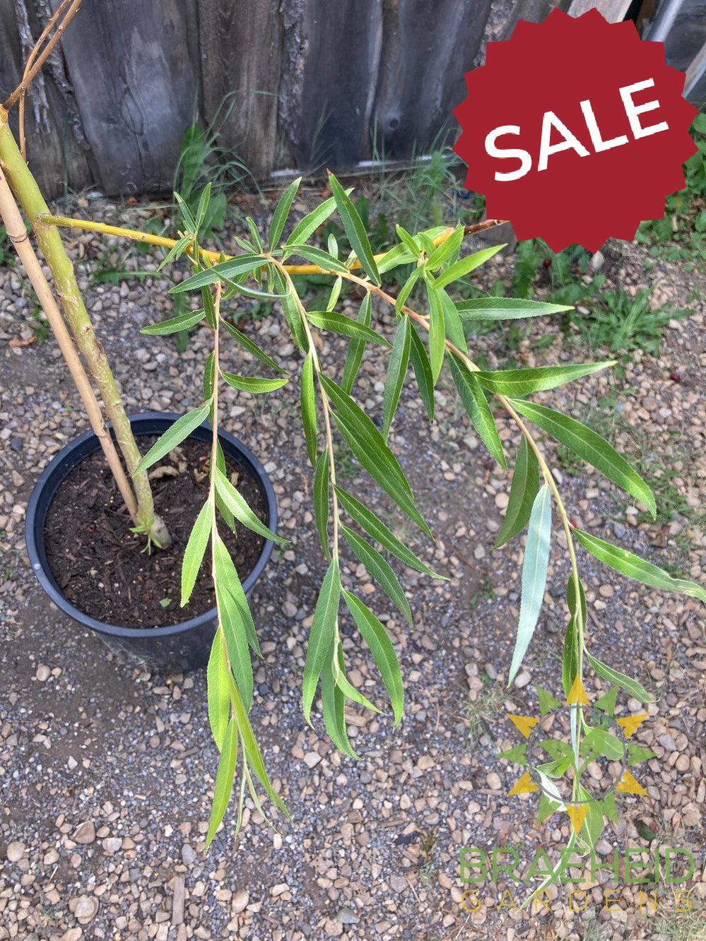 Niobe Willow - NO SHIP - Tree for sale, Grown in Grande Prairie -Braeheid Gardens Ltd. on Emerson Trail