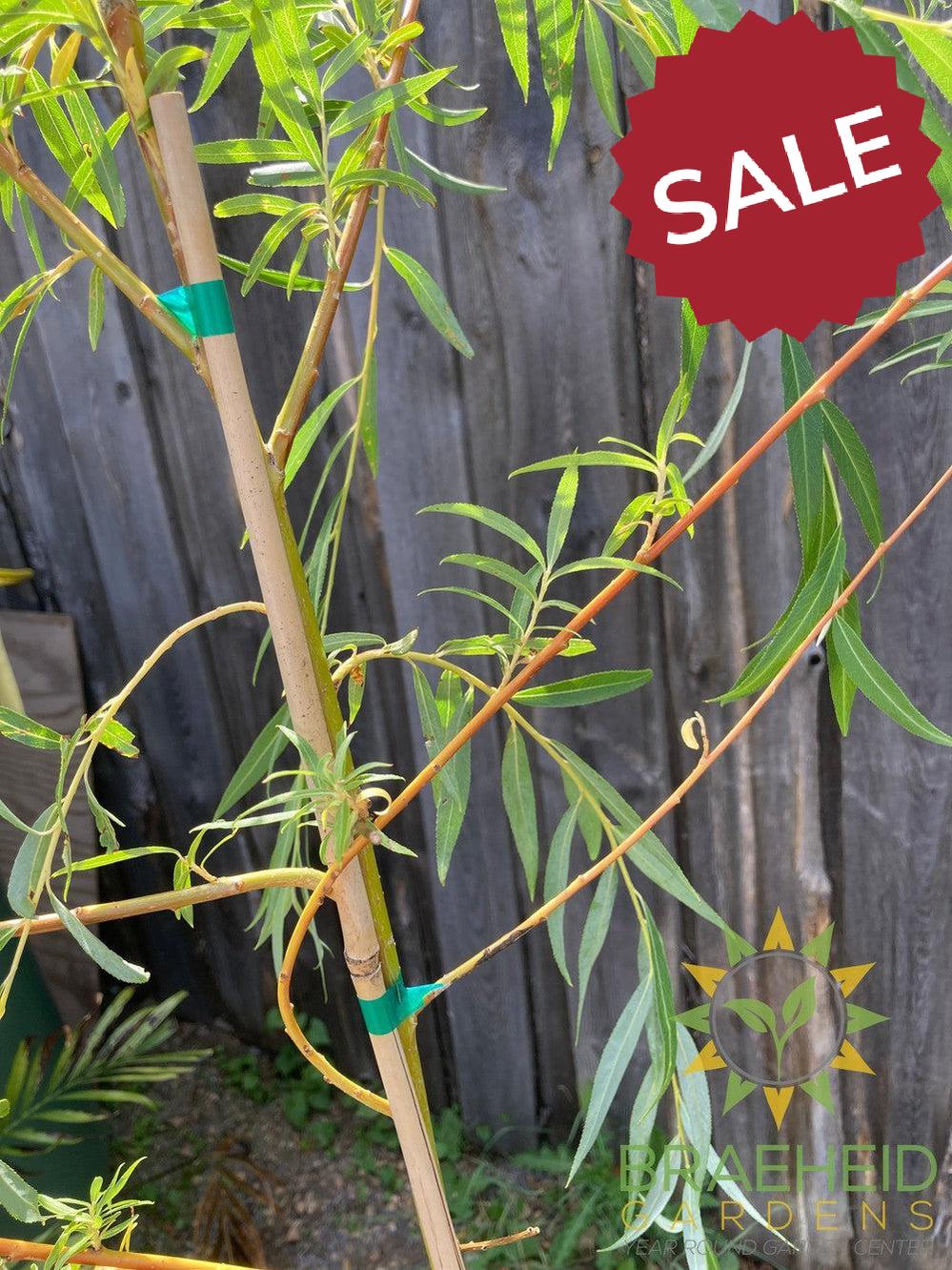 Niobe Willow - NO SHIP - Tree for sale, Grown in Grande Prairie -Braeheid Gardens Ltd. on Emerson Trail
