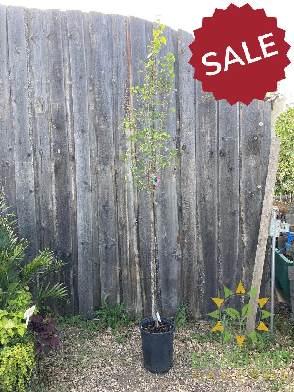 Navigator Pear- Tree for sale, Grown in Grande Prairie -Braeheid Gardens Ltd. on Emerson Trail